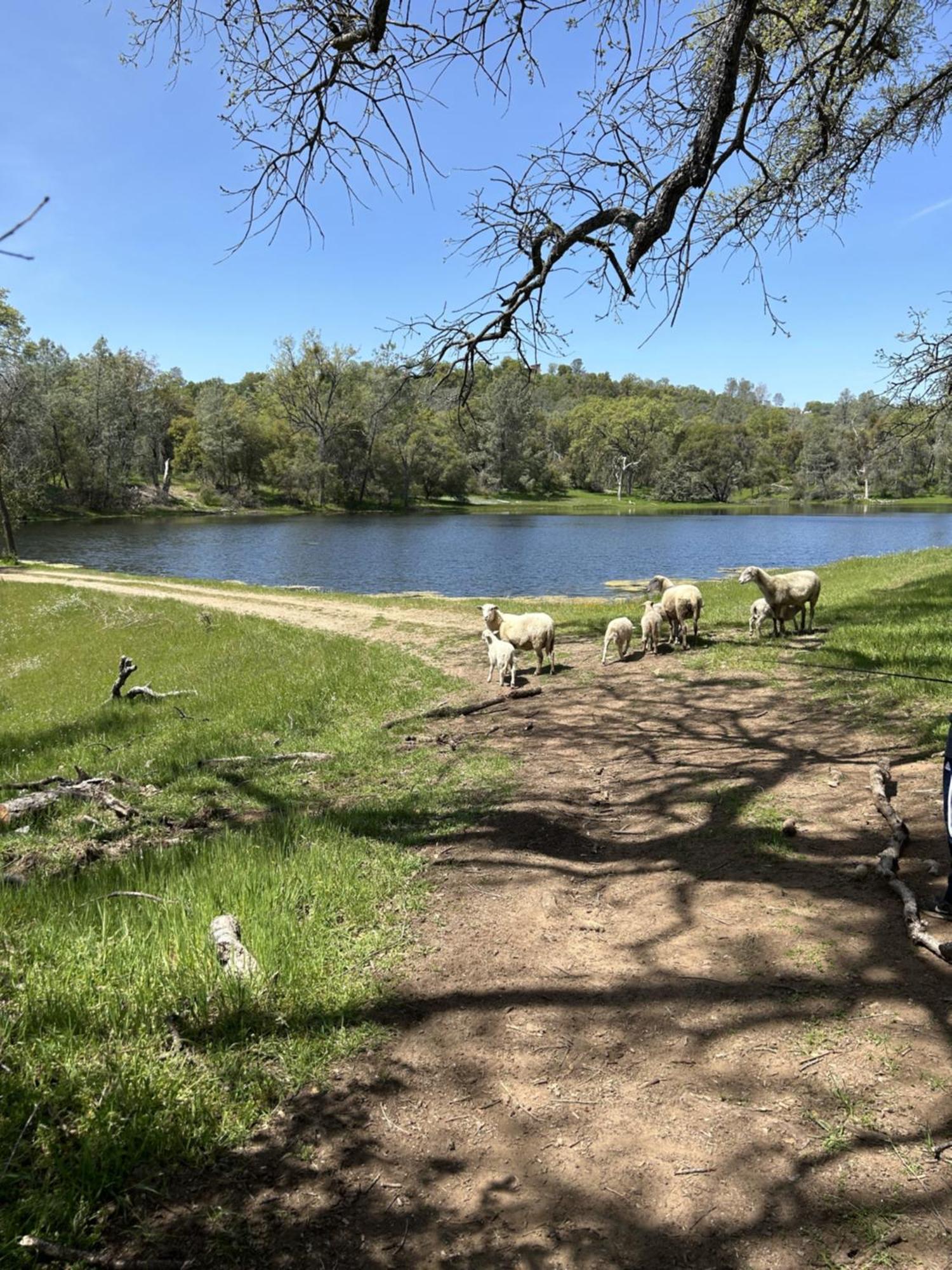 Rolling Oaks Ranch - 200 Acres Of Lakeside Beauty & Countryside Serenity Mariposa Exterior photo